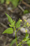 Smooth meadowparsnip